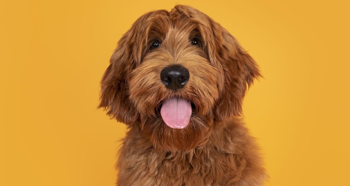 featured-creature