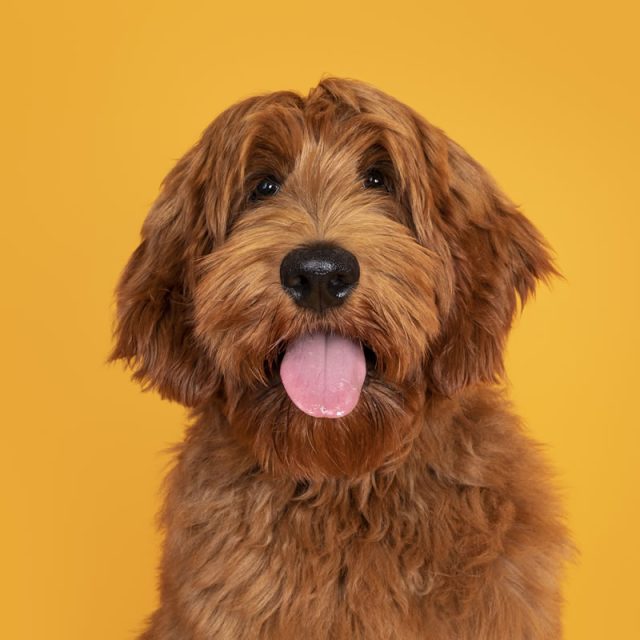 featured-creature